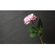 Плитка керамогранитная Iris Ceramica Victorian stone Baycliff Black 600х1200х8 мм гладкая/матовая 8929990